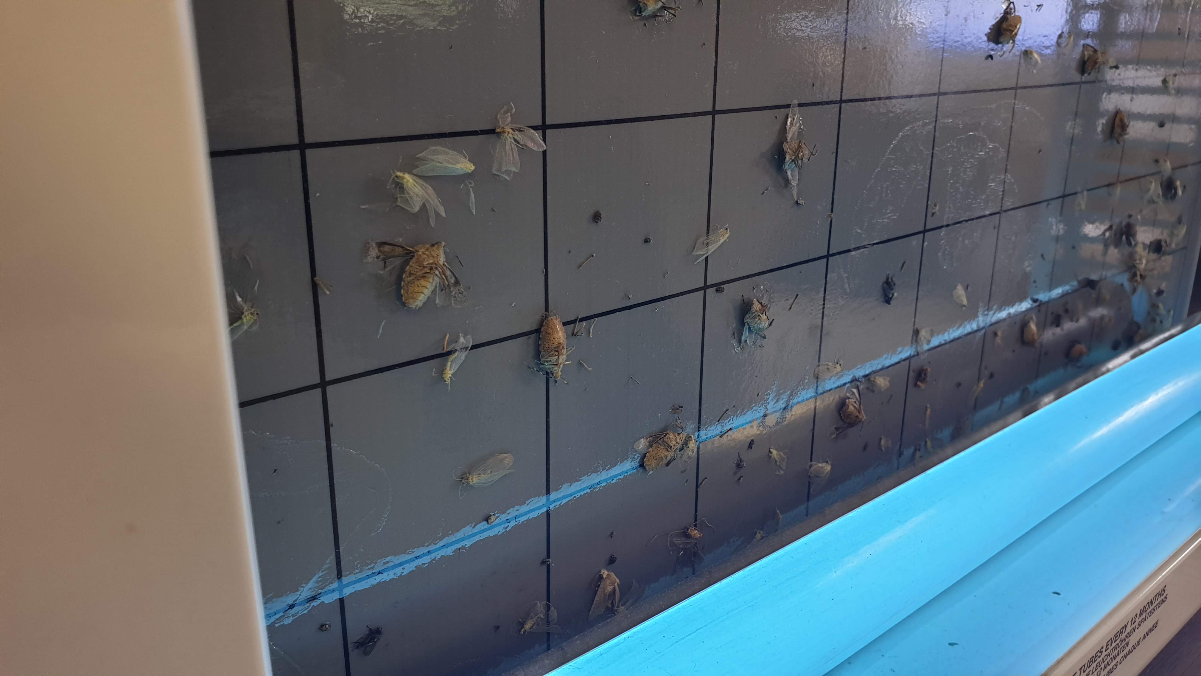 UV Fluginsektenvernichter