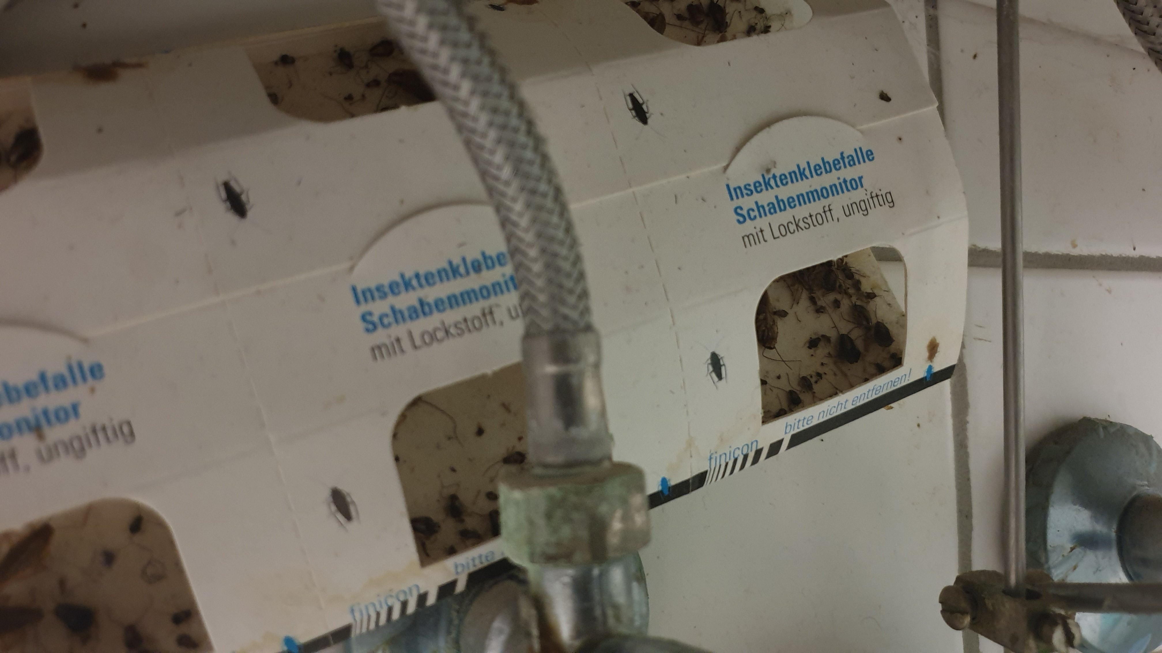 Schabenklebefalle mit Lockstoff - 3 teilig - Pheromonklebefalle - giftfrei