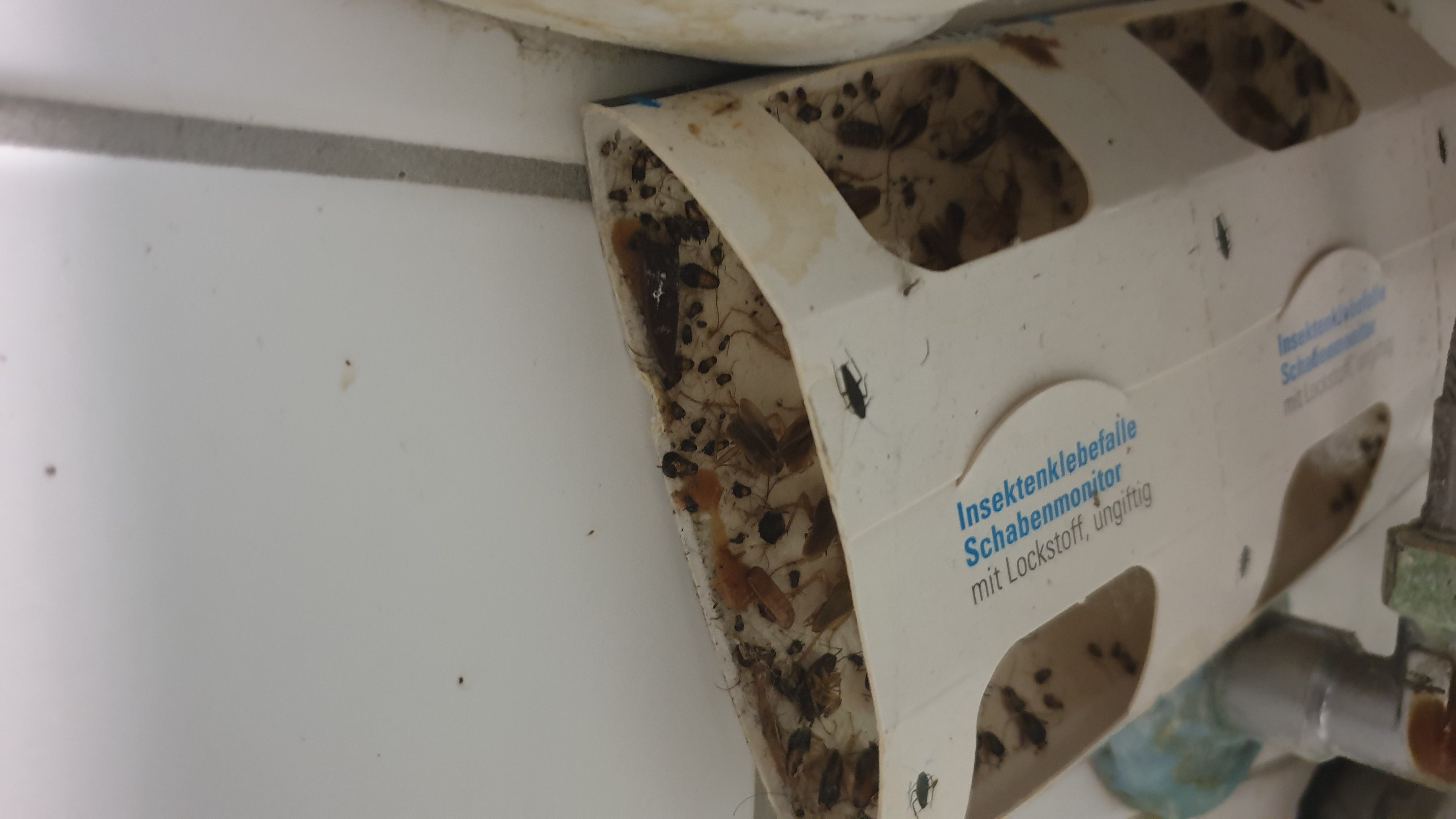 Schabenklebefalle mit Lockstoff - 3 teilig - Pheromonklebefalle - giftfrei