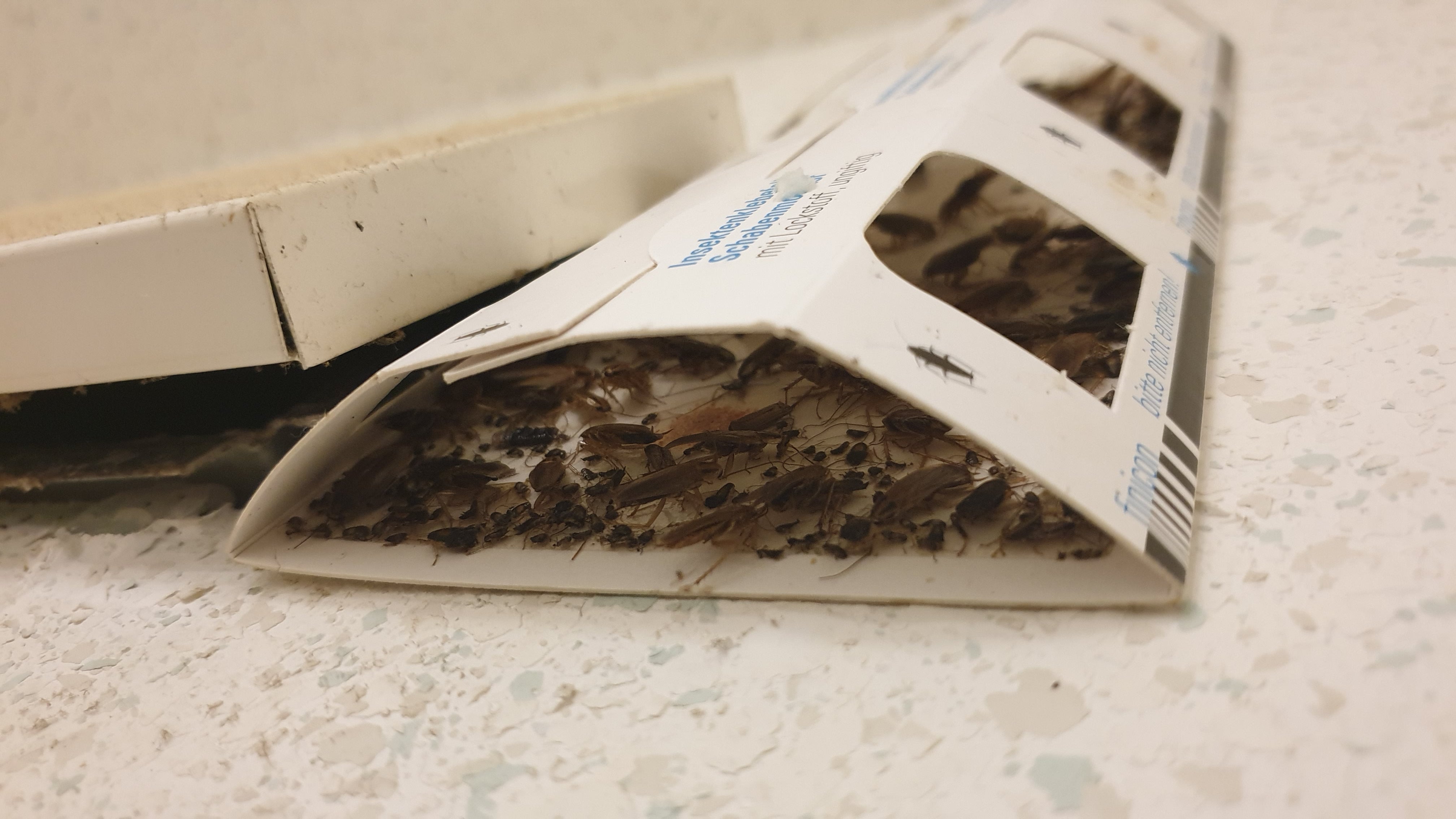 Schabenklebefalle mit Lockstoff - 3 teilig - Pheromonklebefalle - giftfrei