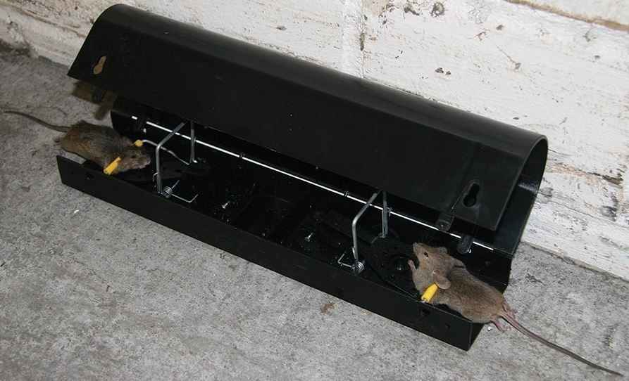 Speed Break Schlagfalle